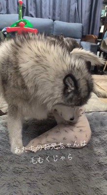 自分の体で赤ちゃんの進行方向を遮るオスの犬