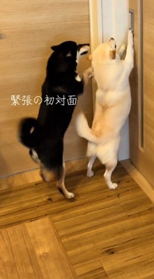 ドアに飛びかかる2頭の犬