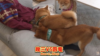 甘える四竜くんＶＳ割り込む幾三くん