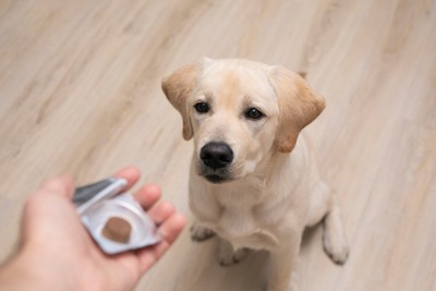 チュアブルタイプの薬を差し出されている犬