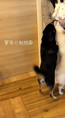後ろ足で立ち上がって、飼い主が抱いている赤ちゃんの匂いを嗅ぐ2頭の犬
