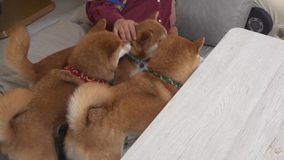ママさんに構ってほしくて集合