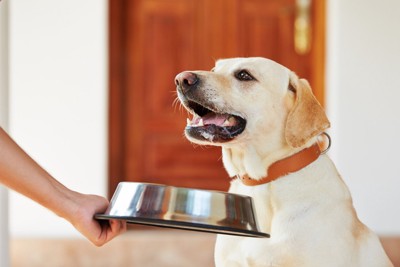 飼い主から食器を差し出されている犬