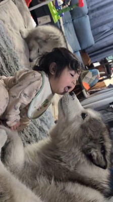 赤ちゃんに顔を近づけるオスの犬