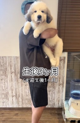『超大型犬の子犬』を飼い始めた結果→簡単に抱っこできていたのに、1ヶ月後には…想像を上回る『衝撃の成長』に反響「モフモフ」「大物の予感」