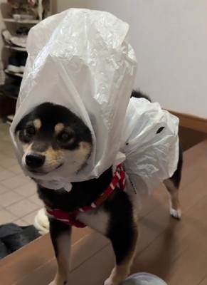 ビニール袋のセパレート！