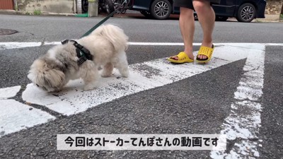 お散歩中のてんぽさん