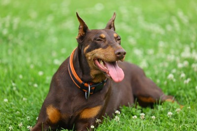 草むらの上で呼吸する犬