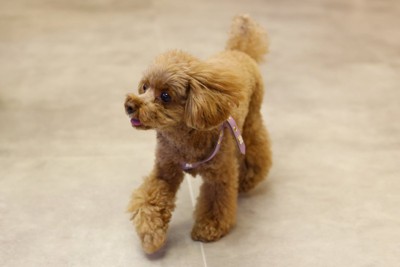 室内を歩く犬