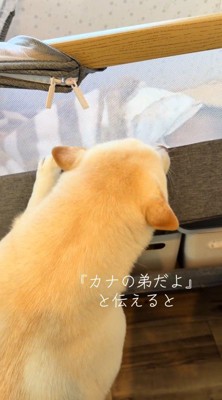 赤ちゃんが動いて耳を後ろに倒す白い犬