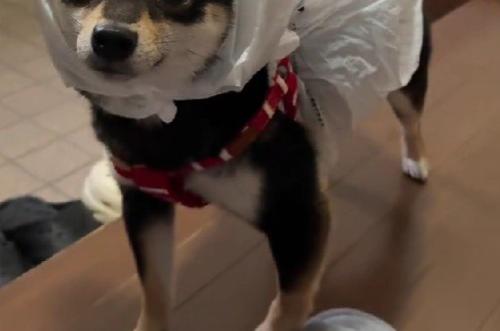 即席カッパを自作