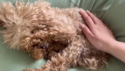 顔をゴシゴシするハグちゃん
