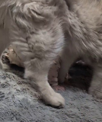 赤ちゃんの胸の下に自分の顔を入れる犬