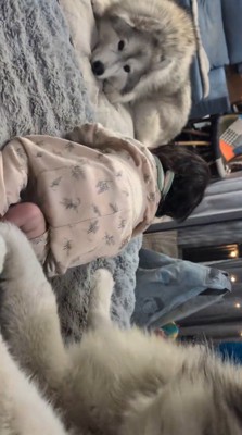 赤ちゃんとオスの犬を遠くから見つめるメスの犬