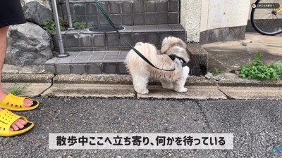 あるお家の前で立ち止まります