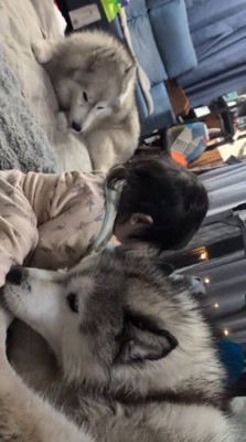 赤ちゃんの匂いを嗅ぐオスの犬