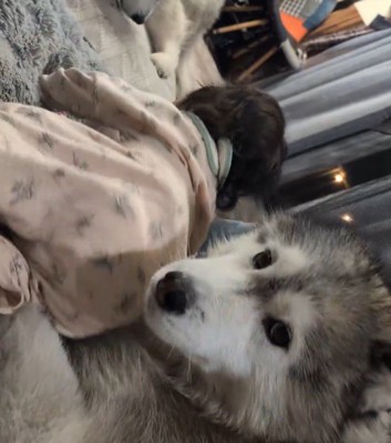 カメラをふり返るオスの犬