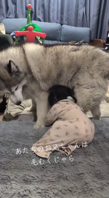 体を起こして歩き出そうとする赤ちゃん
