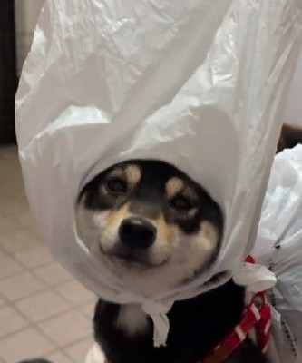 「これ、本当に必要…？」