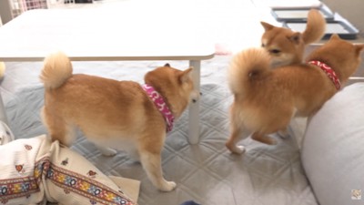 追いかけっこスタート