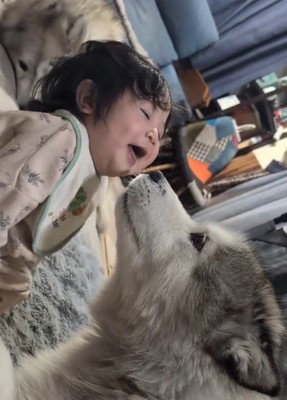 オスの犬に顔を近づけられて笑顔になる赤ちゃん