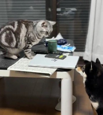 一緒に暮らす猫ちゃん