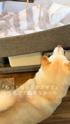 ベッドの近くで赤ちゃんを見つめる白い犬
