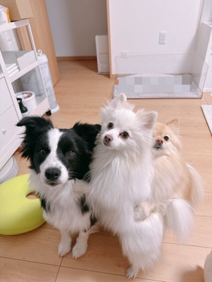 姉犬