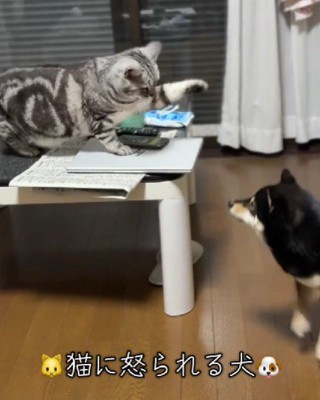 思わず逃亡するアイスちゃん