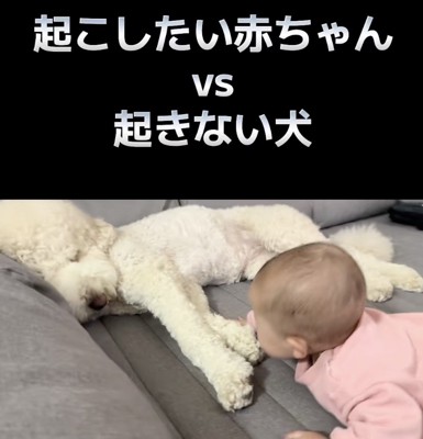 お昼寝している大型犬と遊びたい赤ちゃん→『起きて！』と合図をして…本当の姉妹のような『尊い光景』に反響「最高に可愛い…」「癒される」