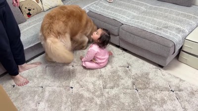 ボールがソファの下に！！