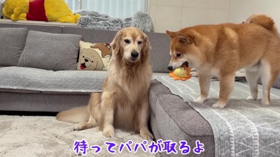 自慢げなうにくんにクスッ