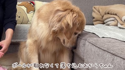 「私のボール…」