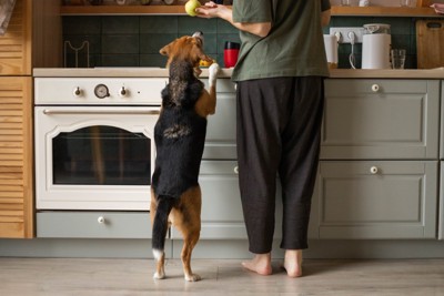 キッチンに立つ女性と犬