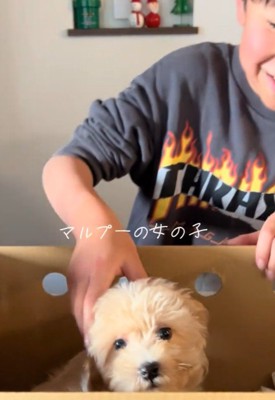 マルプーのきなこちゃん♡
