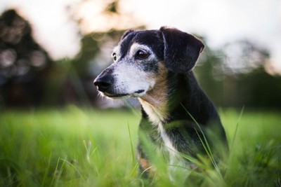 原っぱで遠くを見つめるシニア犬のアップ