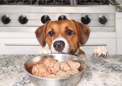 鶏肉を見つめる犬