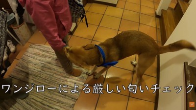 「どこで何してたの？」とクンクン…