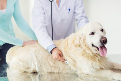 飼い主と一緒に健康診断を受けるシニア犬