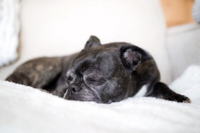 ソファの上で眠るシニア犬