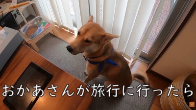 元気がないワンジローくん