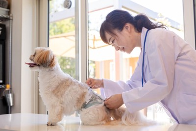 動物病院の犬