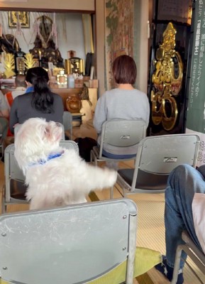 ご祈祷に参加したゴン太ちゃん