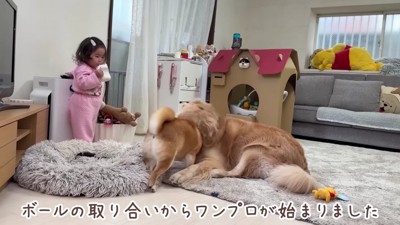 元気いっぱいにワンプロ中