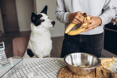 バナナを見つめる犬