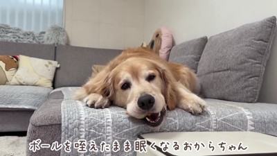 ウトウトするおからちゃん