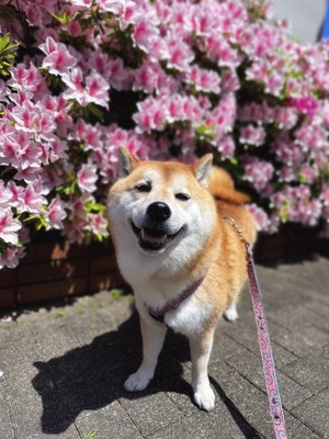 ニコニコ