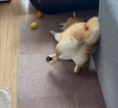 毛