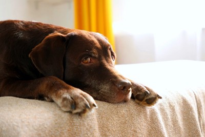 悲しそうな茶色い犬