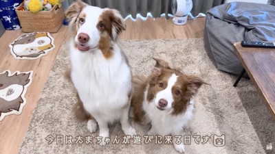 首をかしげる2匹